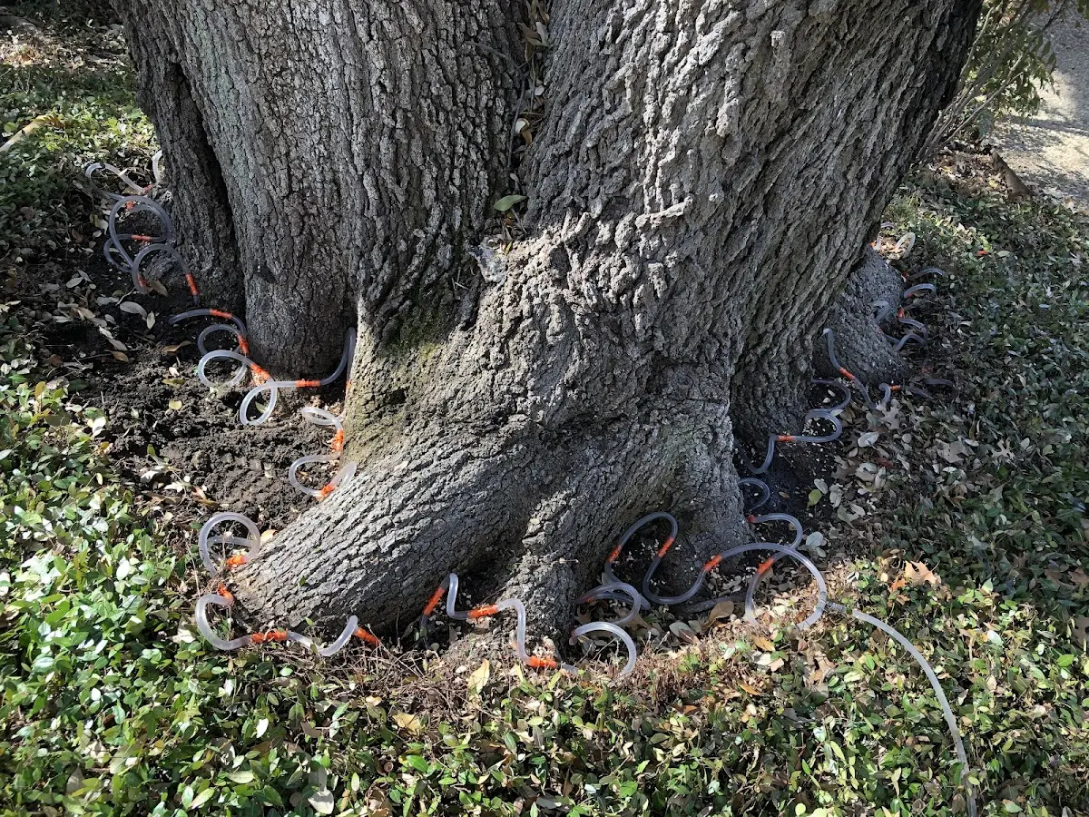 Detailed Tree Cabling and Bracing job site in Ulster