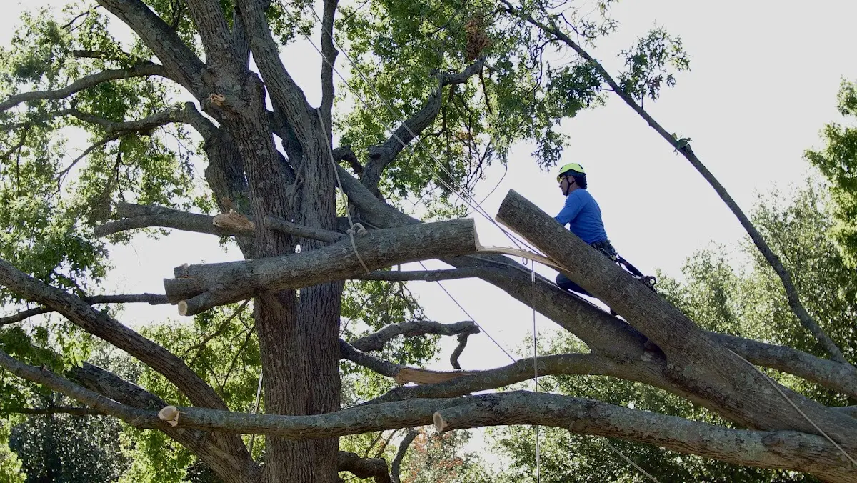 Professional Crown Thinning performed by certified arborists in Ulster