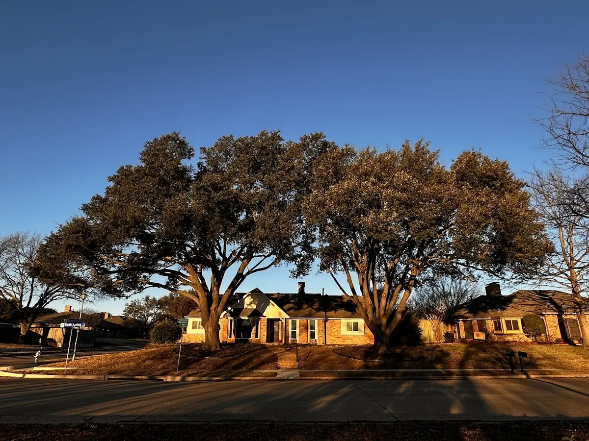 Established residential canopy tree shading a home in Ulster